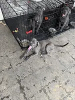 Gizmo (green collar), a male Cane Corso for sale in San Antonio, TX – 2 of 6
