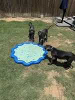 Beast (blue collar) , a male Cane Corso for sale in San Antonio, TX – 9 of 9