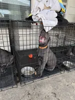 Otis (orange collar), a male Cane Corso for sale in San Antonio, TX – 3 of 3