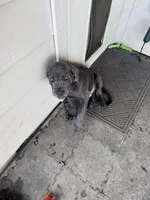Gizmo (green collar), a male Cane Corso for sale in San Antonio, TX – 5 of 6