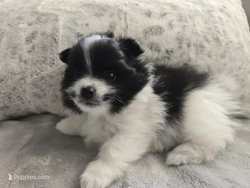 Snoopy – Pomeranian puppy for sale in Spartanburg, SC