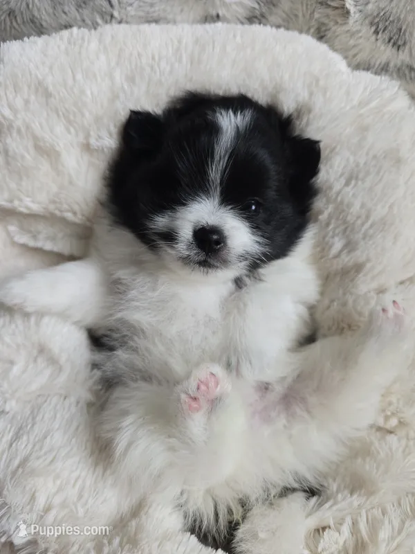 Snoopy – Pomeranian puppy for sale in Spartanburg, SC