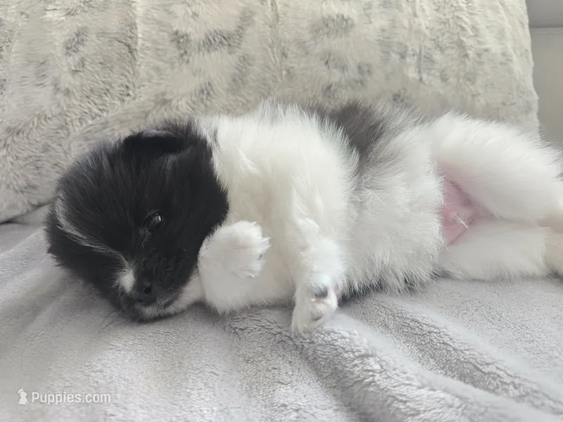 Charlie – Pomeranian puppy for sale in Spartanburg, SC