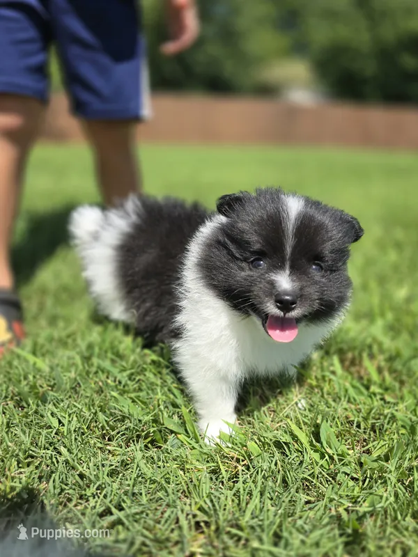 Charlie – Pomeranian puppy for sale in Spartanburg, SC
