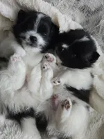 Lucy, a female Pomeranian for sale in Spartanburg, SC – 3 of 3