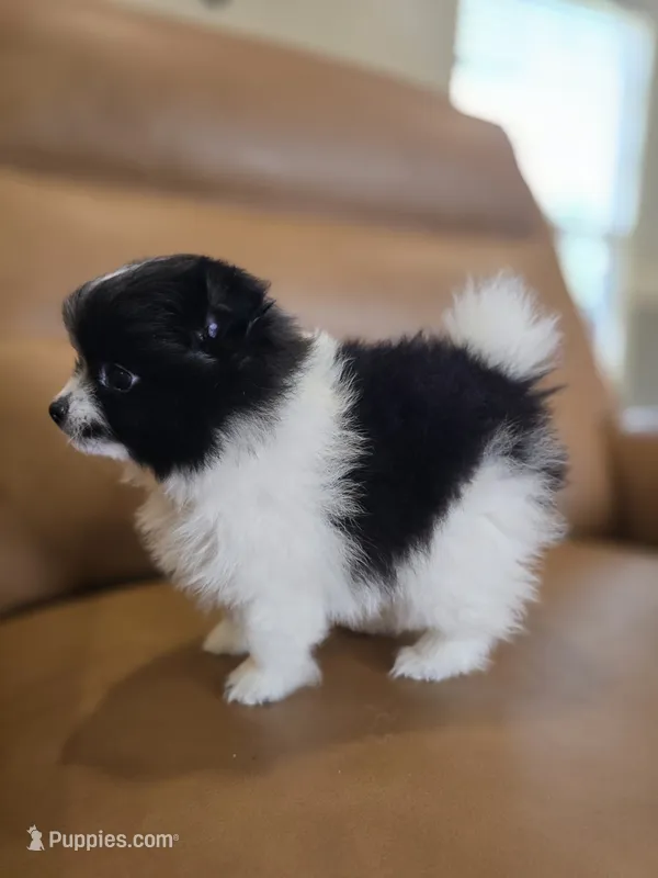 Snoopy – Pomeranian puppy for sale in Spartanburg, SC