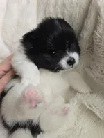 Lucy, a female Pomeranian for sale in Spartanburg, SC – 2 of 3