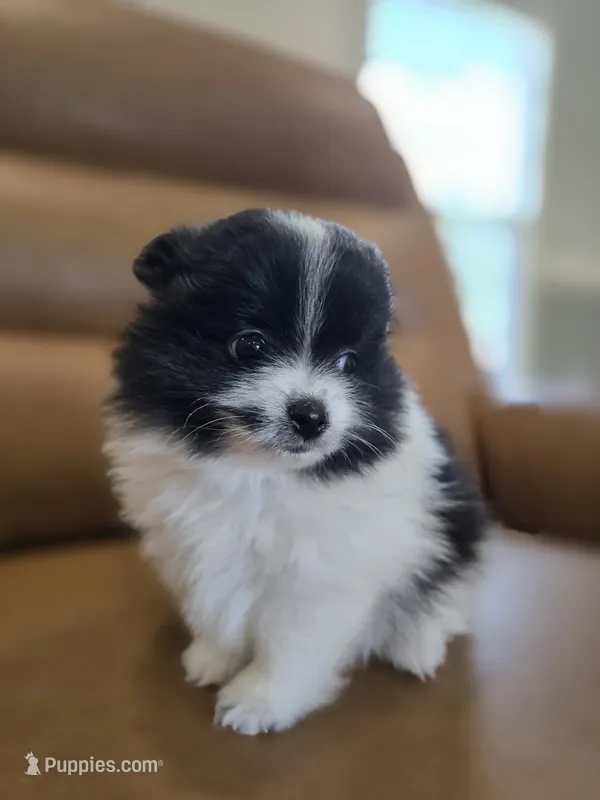 Snoopy – Pomeranian puppy for sale in Spartanburg, SC