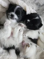 Snoopy, a male Pomeranian for sale in Spartanburg, SC – 3 of 3