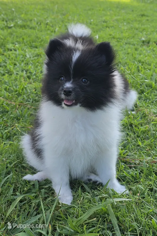 Charlie – Pomeranian puppy for sale in Spartanburg, SC