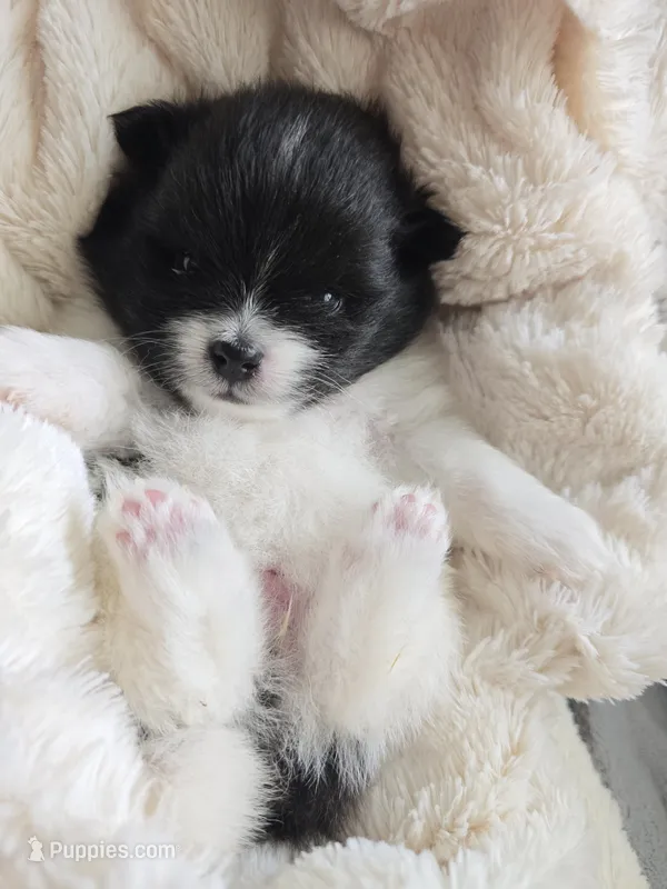Lucy – Pomeranian puppy for sale in Spartanburg, SC