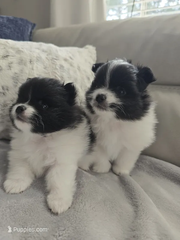 Snoopy – Pomeranian puppy for sale in Spartanburg, SC