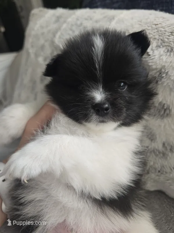 Charlie – Pomeranian puppy for sale in Spartanburg, SC