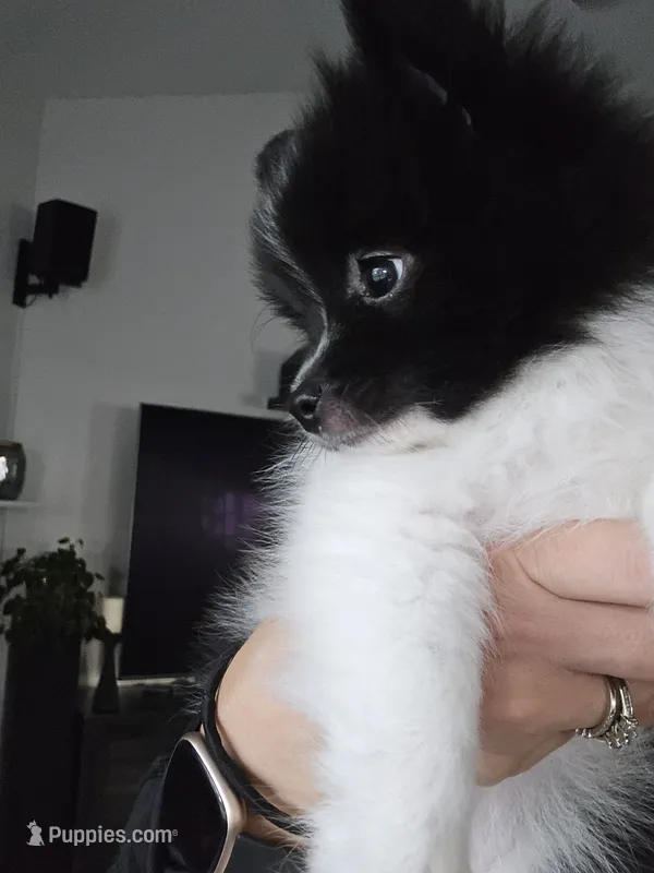 Charlie – Pomeranian puppy for sale in Spartanburg, SC