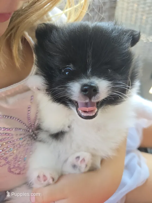 Lucy – Pomeranian puppy for sale in Spartanburg, SC
