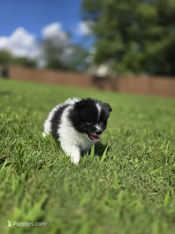 Charlie – Pomeranian puppy for sale in Spartanburg, SC