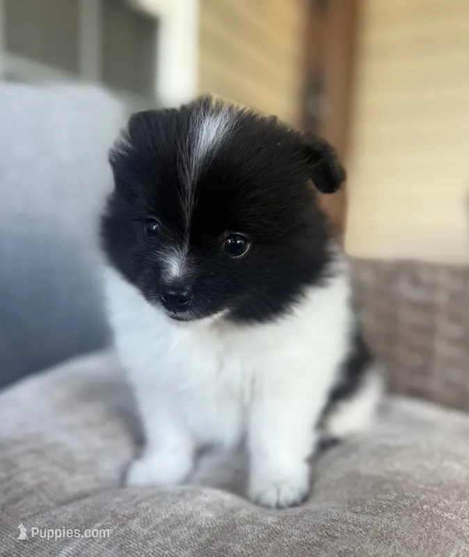 Charlie – Pomeranian puppy for sale in Spartanburg, SC