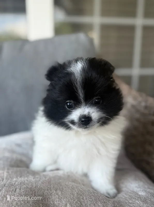 Snoopy – Pomeranian puppy for sale in Spartanburg, SC