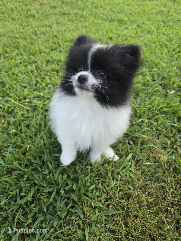 Snoopy – Pomeranian puppy for sale in Spartanburg, SC