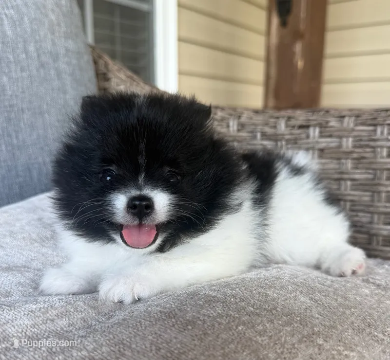 Lucy – Pomeranian puppy for sale in Spartanburg, SC