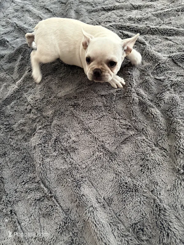 Sasha – Boston Terrier, Frenchton puppy for sale in Spring Hill, FL