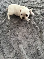 Cream, a female Boston Terrier and Frenchton for sale in Spring Hill, FL – 2 of 2