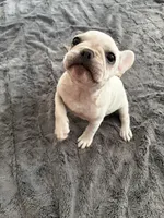 Sasha, a female Boston Terrier and Frenchton for sale in Spring Hill, FL – 2 of 2