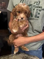 Opal, a female Cavapoo for sale in Great Bend, KS – 3 of 3