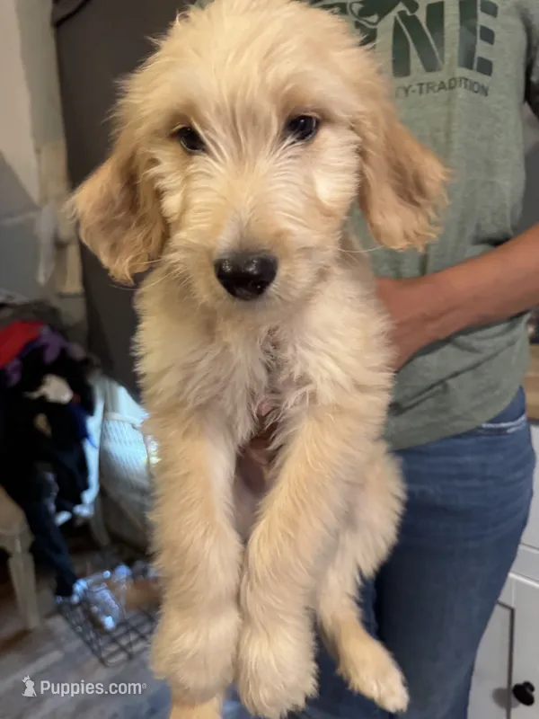 Duke – Goldendoodle puppy for sale in Great Bend, KS