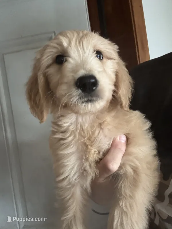 Violet – Goldendoodle puppy for sale in Great Bend, KS
