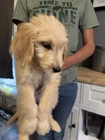 Duke, a male Goldendoodle for sale in Great Bend, KS – 3 of 3