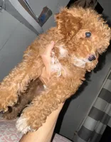 Rosie, a female Cavapoo for sale in Great Bend, KS – 3 of 3