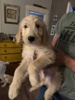 Duke, a male Goldendoodle for sale in Great Bend, KS – 2 of 3