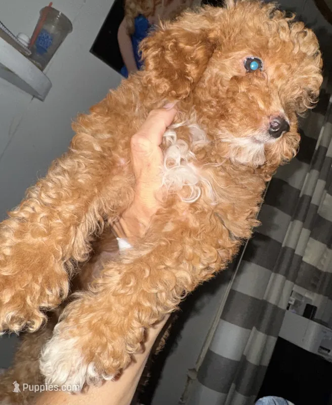 Rosie – Cavapoo puppy for sale in Great Bend, KS