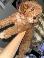 Rosie, a female Cavapoo for sale in Great Bend, KS – 2 of 3