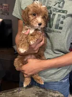Opal, a female Cavapoo for sale in Great Bend, KS – 1 of 3
