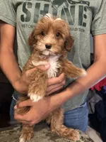 Opal, a female Cavapoo for sale in Great Bend, KS – 2 of 3