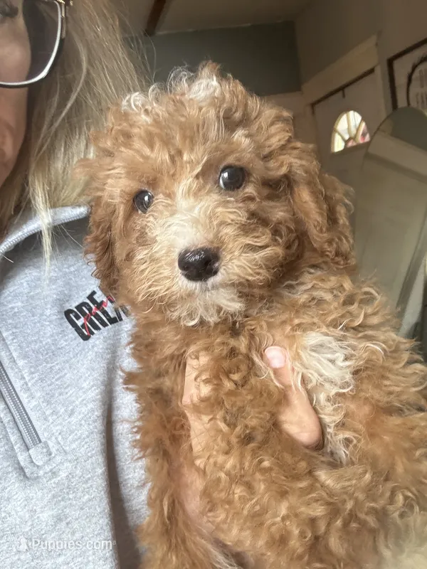 Wolfie – Cavapoo puppy for sale in Great Bend, KS