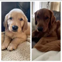 Dark Red Golden, a  Golden Retriever for sale in Nashville, TN – 2 of 10