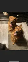 Dark Red Golden, a  Golden Retriever for sale in Nashville, TN – 5 of 10