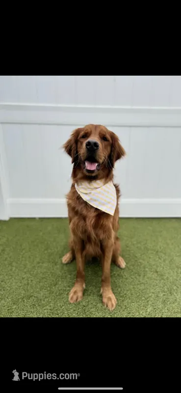 Dark red golden  – Golden Retriever puppy for sale in Nashville, TN