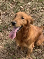 Dark Red Golden, a  Golden Retriever for sale in Nashville, TN – 4 of 10