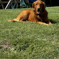 Dark Red Golden Puppy, a female Golden Retriever for sale in Lexington, KY – Photo 3 of 6