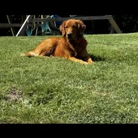 Dark Red Golden Puppy, a female Golden Retriever for sale in Lexington, KY – Photo 4 of 6