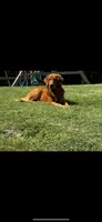 Dark Red Golden Puppy, a female Golden Retriever for sale in Bowling Green, KY – Photo 4 of 5