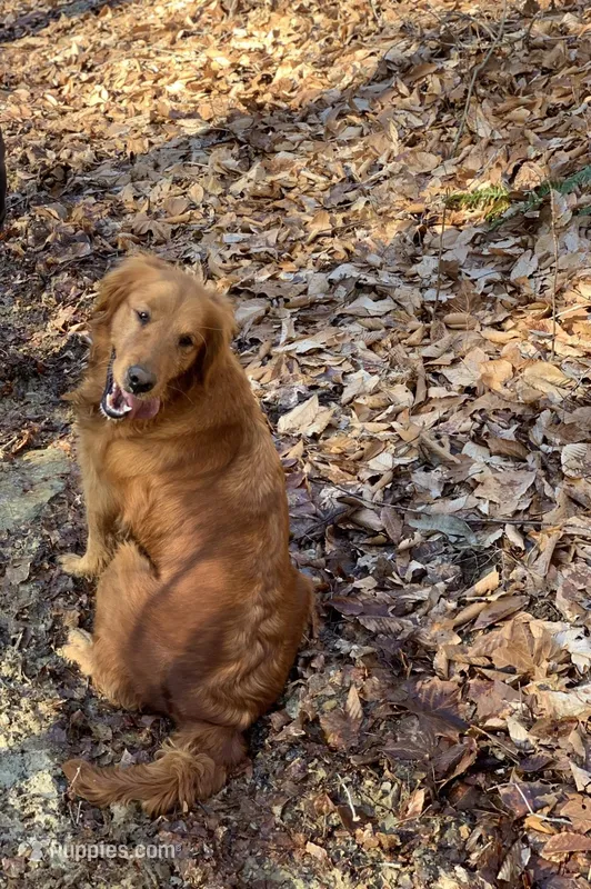 Dark Red Golden Puppy