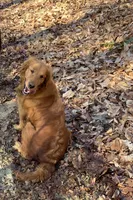 Dark Red Golden Puppy, a female Golden Retriever for sale in Bowling Green, KY – Photo 1 of 5