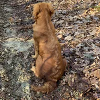 Dark Red Golden Puppy, a female Golden Retriever for sale in Lexington, KY – Photo 5 of 6