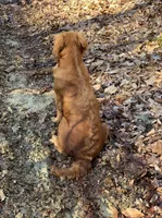 Dark Red Golden Puppy, a female Golden Retriever for sale in Bowling Green, KY – Photo 5 of 5