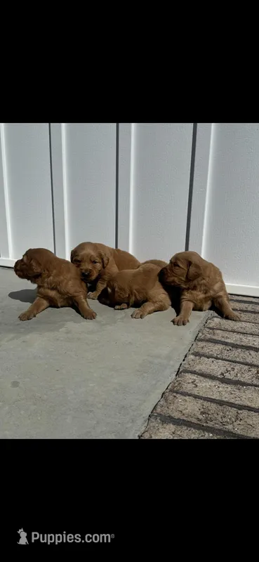 Dark Red Golden Puppy – Golden Retriever puppy for sale in Nashville, TN